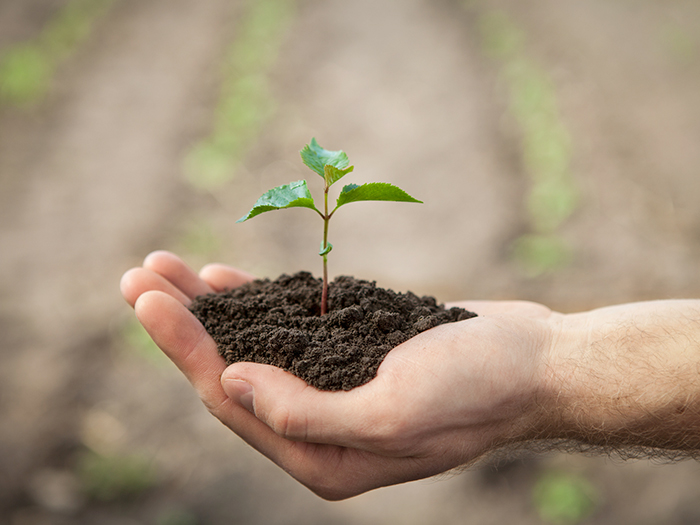 Hands holding sapling with soil  on green background